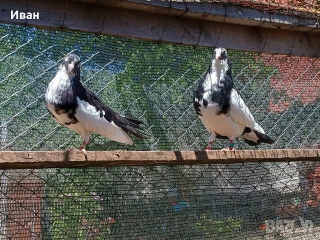 Гълъби на глас, снимка 5 - Гълъби - 53375211