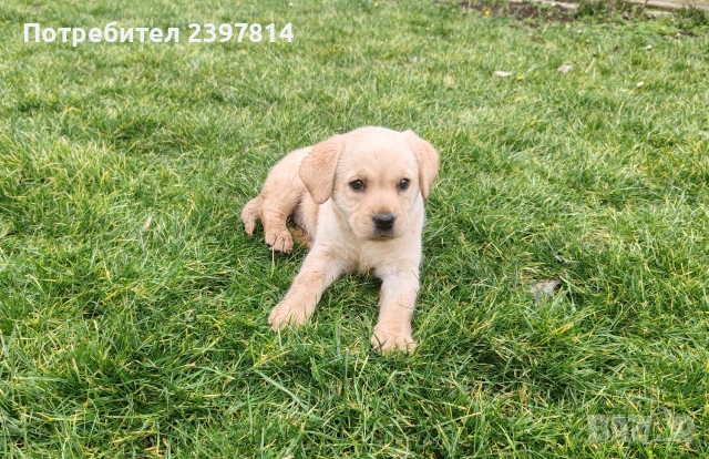 Лабрадор - женско , снимка 5 - Лабрадор ретривър - 53409226