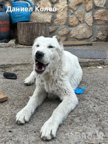 Продавам женски алабай