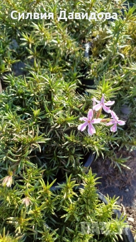 декоративни храсти и растения