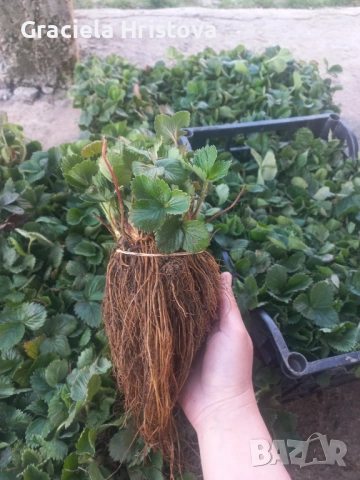 Предлагам висококачествен разсад ягоди сезонни и целогодишни сортове 