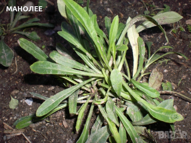 Камбанки, снимка 3 - Градински цветя и растения - 52695738