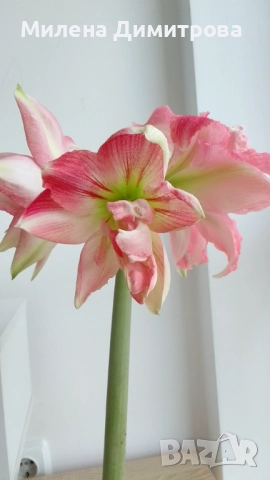 Амарилиси различни цветове , снимка 7 - Стайни растения - 52243503