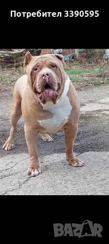 Американско Були Хл Момичета , снимка 12 - Питбул - 52863050
