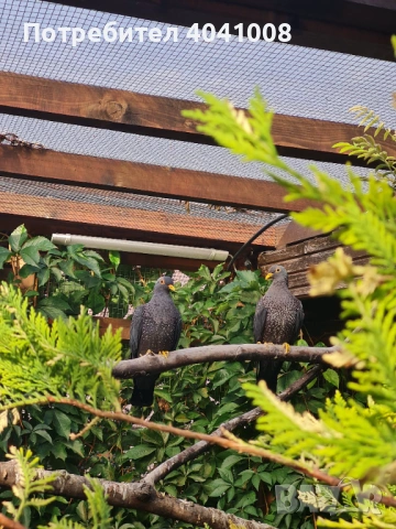 Продавам Маслинови гълъби , снимка 7 - Гълъби - 54007492