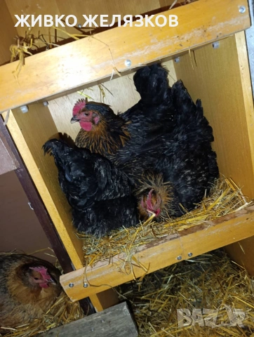 ПРОДАВАМ ОПЛОДЕНИ КОКОШИ ЯЙЦА , ЗА РАЗПЛОД