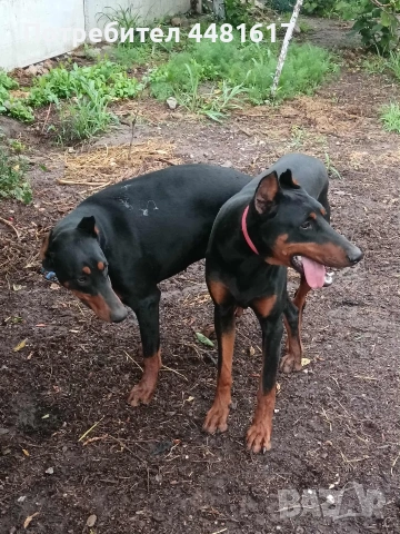 Чистокръвни добермани, снимка 6 - Доберман - 53405620