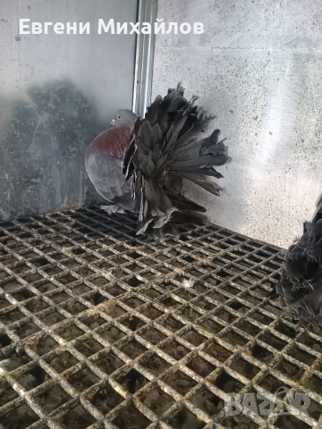 Фенерлии , снимка 3 - Гълъби - 53045490