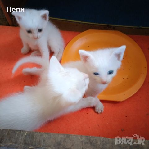 Бели котета търсят любящи стопани, снимка 1 - Други - 46455653