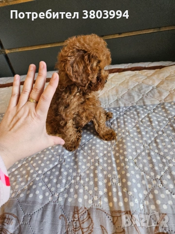 Тйи къп / Той пудел чистокръвни момиченца, снимка 3 - Пудели - 54023192
