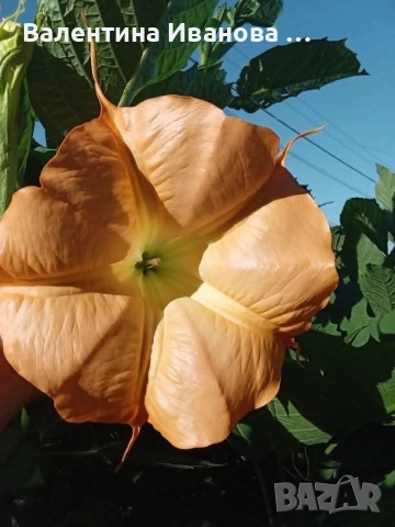 комплект 3 бр ангелски тромпет , снимка 4 - Стайни растения - 52983131