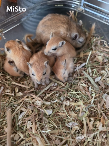 Подарявам джербили (монголска песчанка)