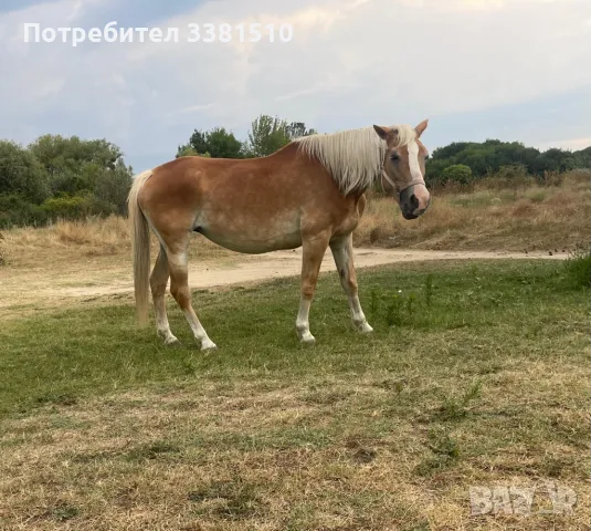 Кон - кобила [хафлингер], снимка 4 - Коне - 47192883