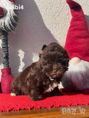 Мини йоркширски териер -шоколадово!!, снимка 2 - Йоркширски териер - 52705136