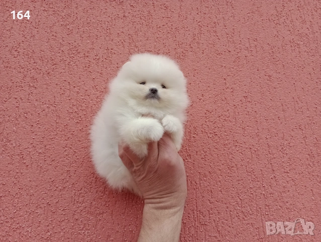 Чисто бели мини Померани. Реални снимки !!! , снимка 8 - Померан - 53895518