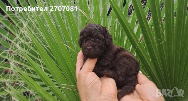 Шоколадови Пудели, снимка 2 - Пудели - 51360640