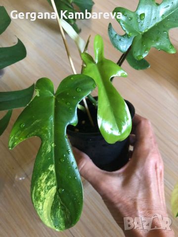 Philodendron Florida Beauty , снимка 1 - Стайни растения - 46800409