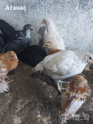 Черен австралорп, кафяв и черен доминант., снимка 4 - други­ - 53830777