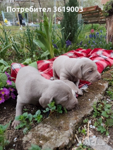 Ваймаранери , снимка 3 - Ваймаранер - 54205375