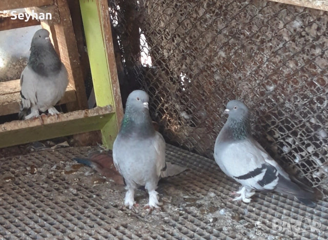 Гълъби мардини 