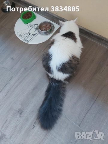 Сибирски котарак 