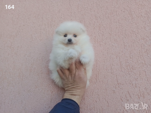 Мъжки Померан. Реални снимки от днес!, снимка 3 - Померан - 52847976