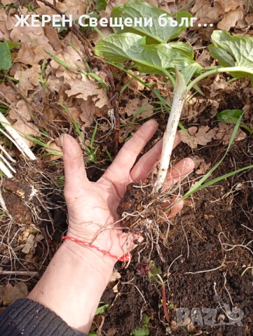 Змийска хурка — хемороиди, миоми,  язви — пресни грудки, снимка 2 - Други стоки за дома - 53952339