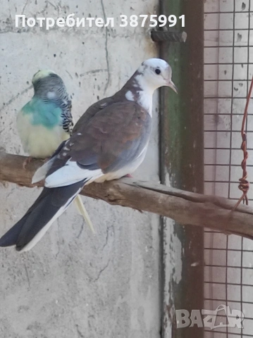 Продавам сенегалски гургулици, може и бартер