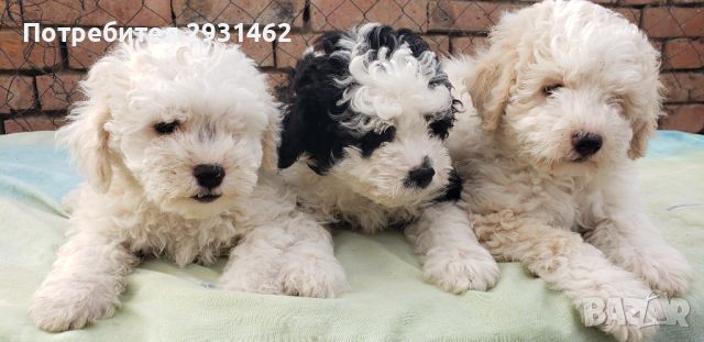 BICHON FRIZE- FRENSKA BOLONKA, снимка 3 - Болонка - 45136327