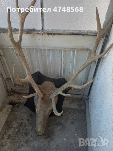 Еленови рога трофей заедно с главата