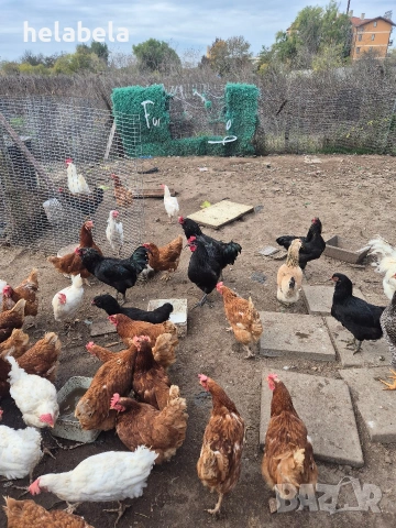 Продавам домашни яйца , снимка 2 - Кокошки и пуйки - 53436463