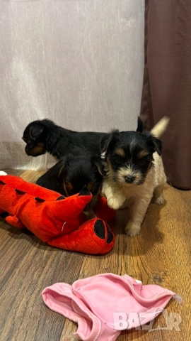 Йоркширски териер , снимка 3 - Йоркширски териер - 52670863