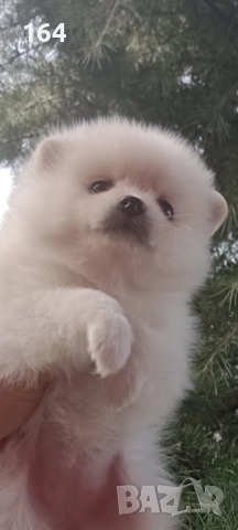 Померани. Белички. Реални снимки !!!, снимка 3 - Померан - 52926285
