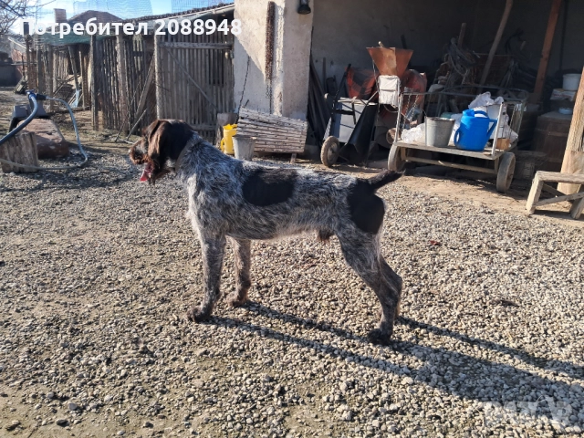 Женски дратхар, снимка 10 - Дратхаар - 52846305