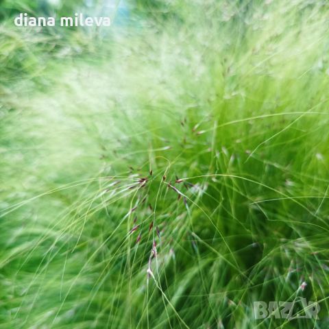 Стипа, Ангелска коса, декоративна студоустойчива трева!, снимка 3 - Градински цветя и растения - 45770571