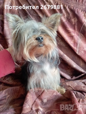 Йоркширски териер , снимка 6 - Йоркширски териер - 53785393