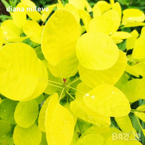 Жълта Смрадлика Златен Дух, Cotinus coggigria Golden Spirit, снимка 2 - Градински цветя и растения - 46447255