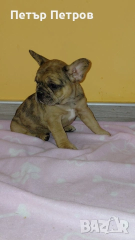 френски булдог -булдочета , снимка 12 - Френски булдог - 51929954