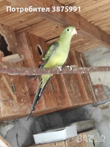 Продавам планински папагал женски