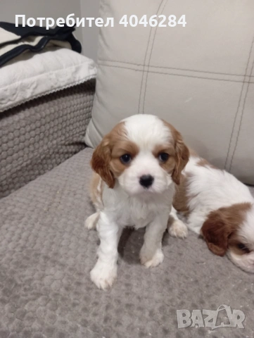 Кавалер Кинг Чарлз , снимка 4 - Други - 53623830