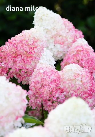 Хортензия Пиникулата Розова Роза, Hydrangea pan. PINK & ROSE, снимка 1 - Градински цветя и растения - 46321577