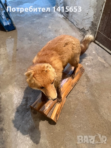 Продавам препарирана лисица