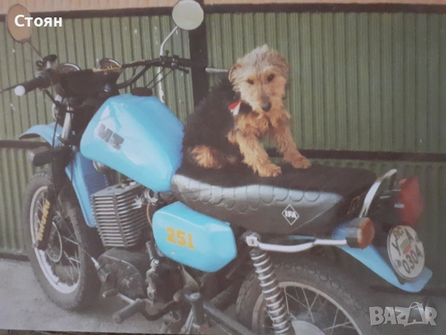 Ягдтериери, снимка 2 - Ягдтериер - 53523678