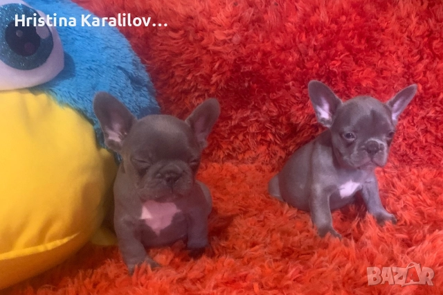 Френски булдочета, снимка 6 - Френски булдог - 52495348