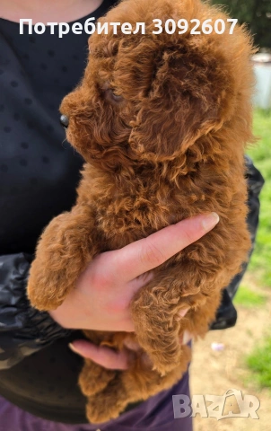Пудели мъжки и женски, снимка 4 - Пудели - 54198471