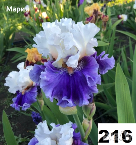 Сортови вискоки ириси /брадати ириси, снимка 15 - Градински цветя и растения - 51459299