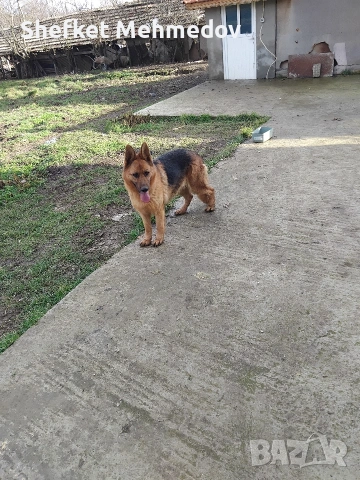 prodawam nemska ovcarka