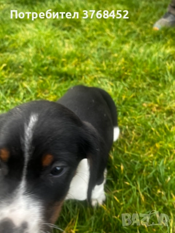 Продавам Трицветни Гончета, снимка 3 - Гонче - 52727535