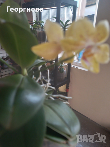 Орхидея Шедьовър Декорум , снимка 3 - Стайни растения - 44977342