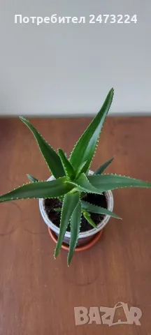 Алое вера, различни големини и суколентни , снимка 5 - Стайни растения - 40913397